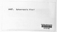 Botryosphaeria visci image